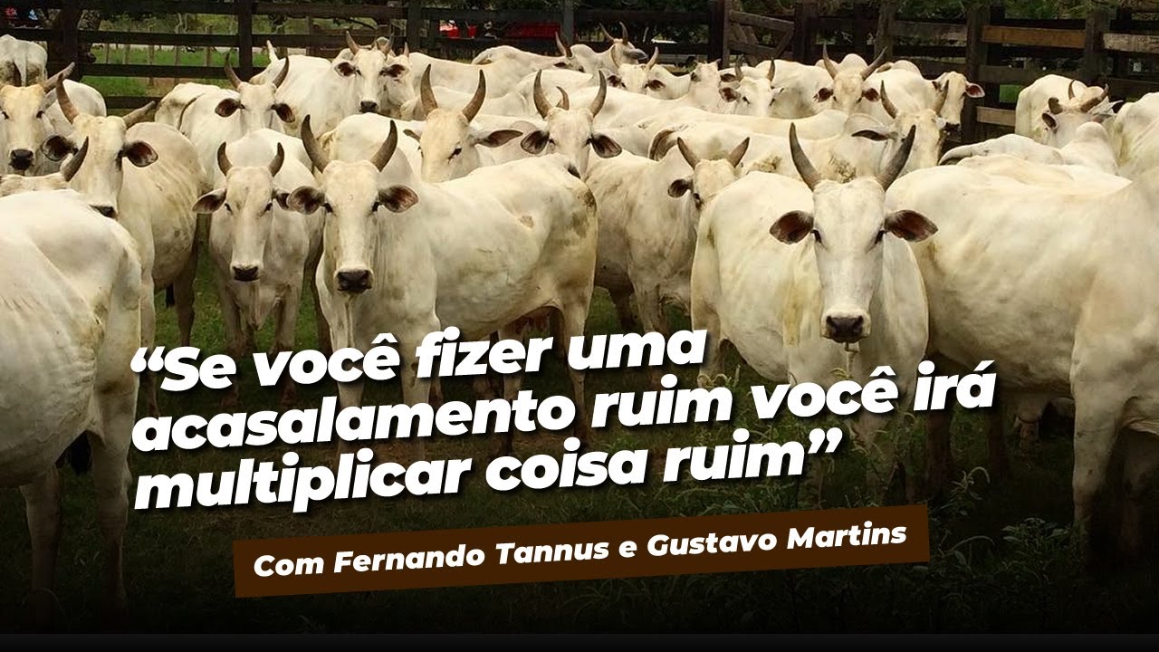 Como a FIV pode acelerar o melhoramento genético do gado