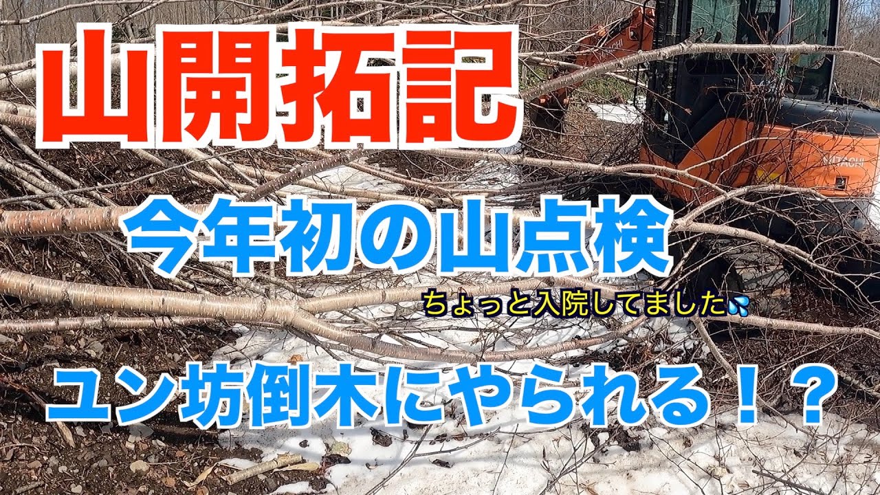 【山開拓記】今年最初の山点検。ユン坊倒木にやられる！？