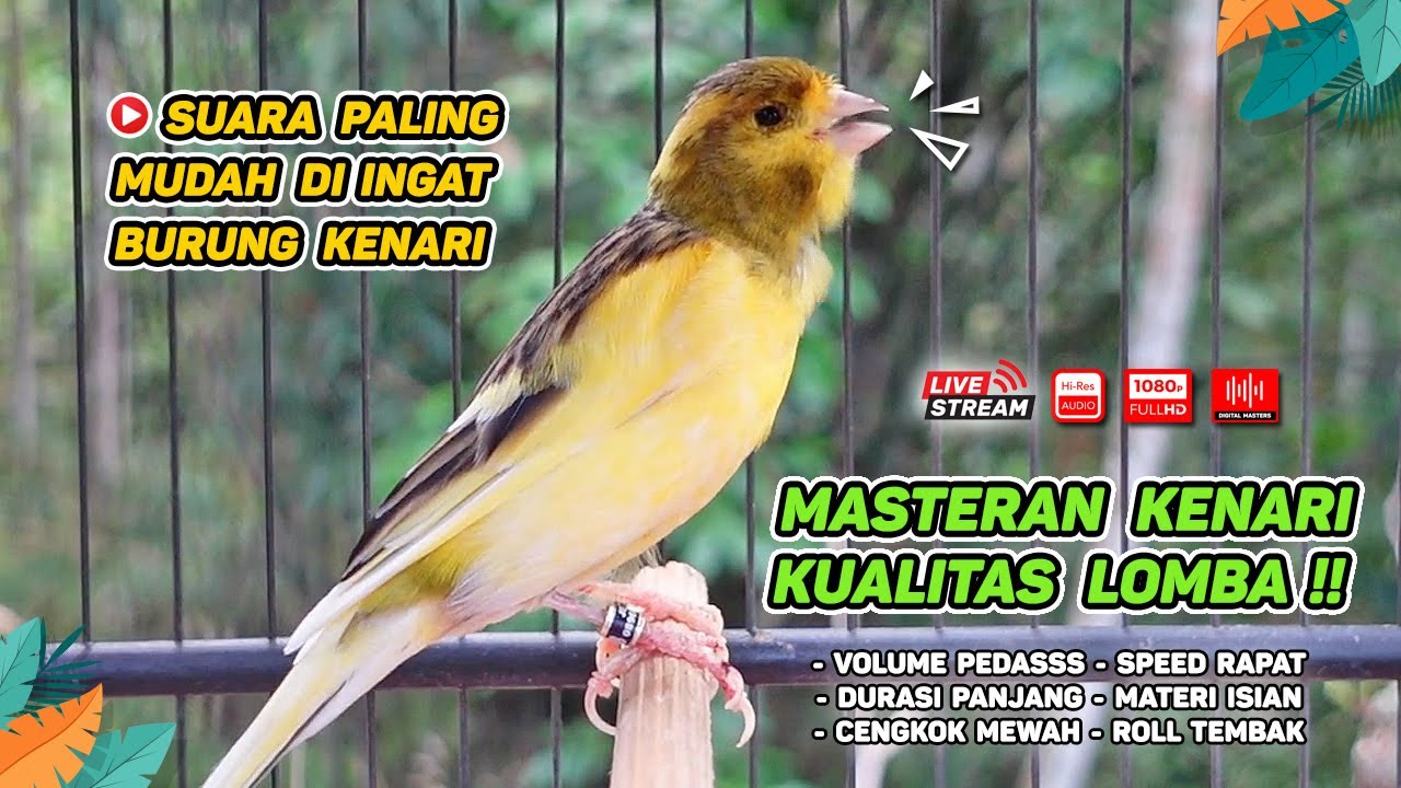 Pancingan Suara Kenari Gacor‼️ Ampuh untuk Masteran Kenari Muda dan Terapi Kenari Macet Bunyi 556