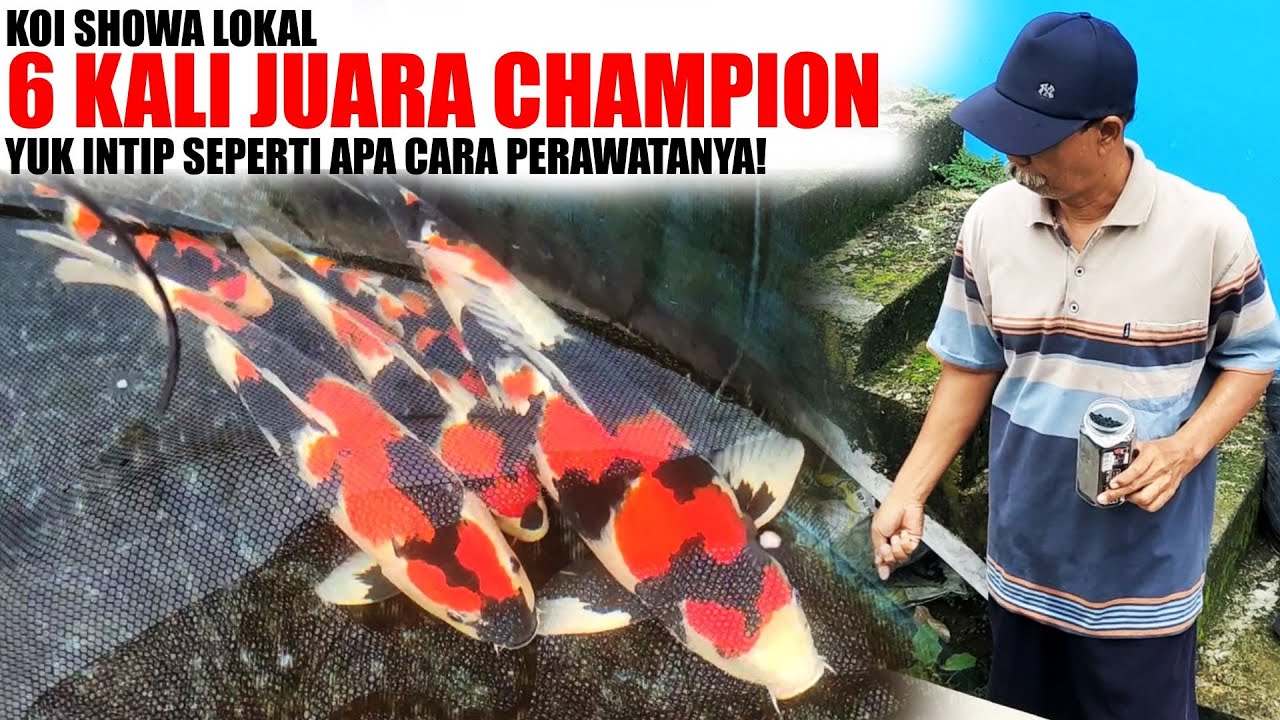 KOI LOKAL 6 KALI JUARA CHAMPION❗ MILIK MBAH NYA SHOWA TERNYATA PAKANNYA PRODUK LOKAL JUGA❗❗