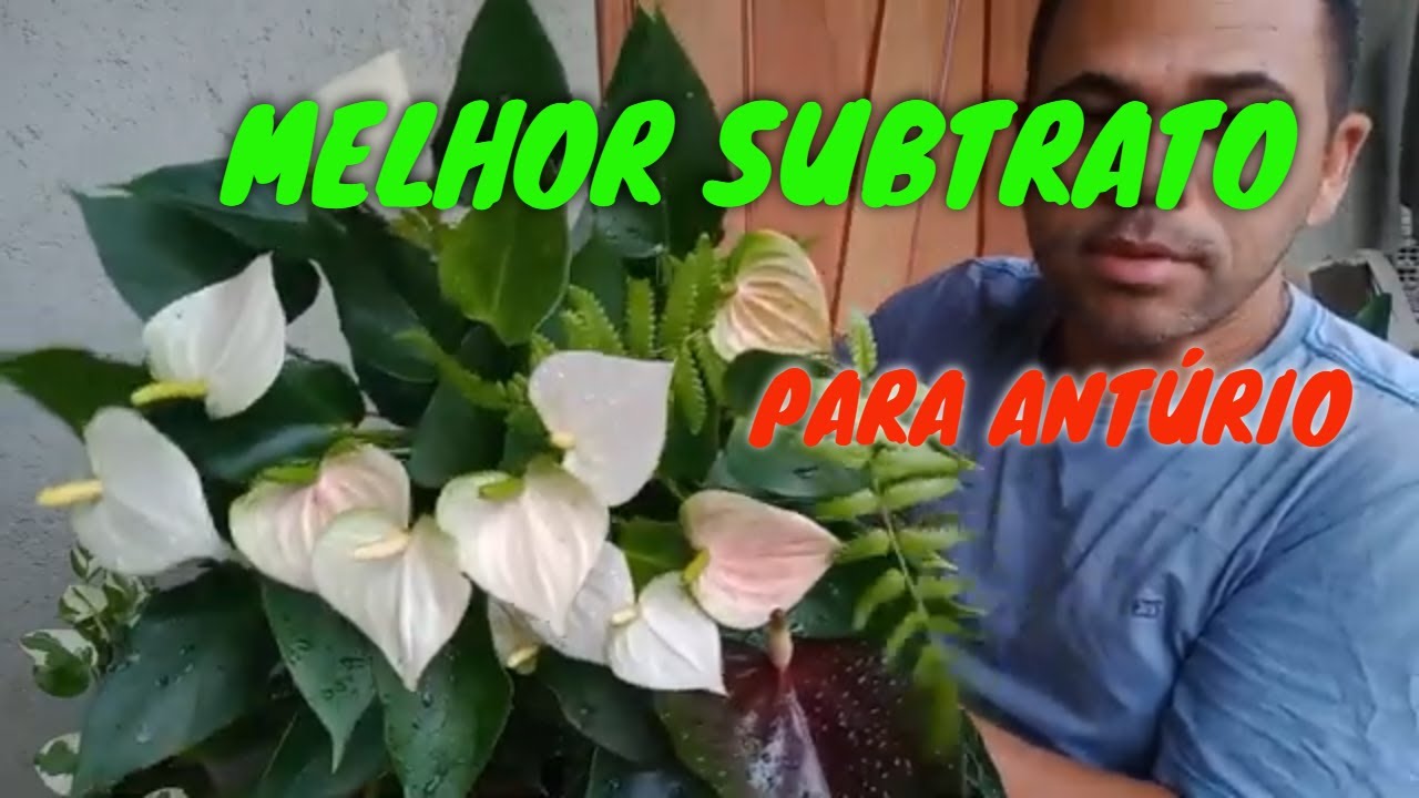 O MELHOR SUBSTRATO PARA PLANTAR ANTÚRIO.