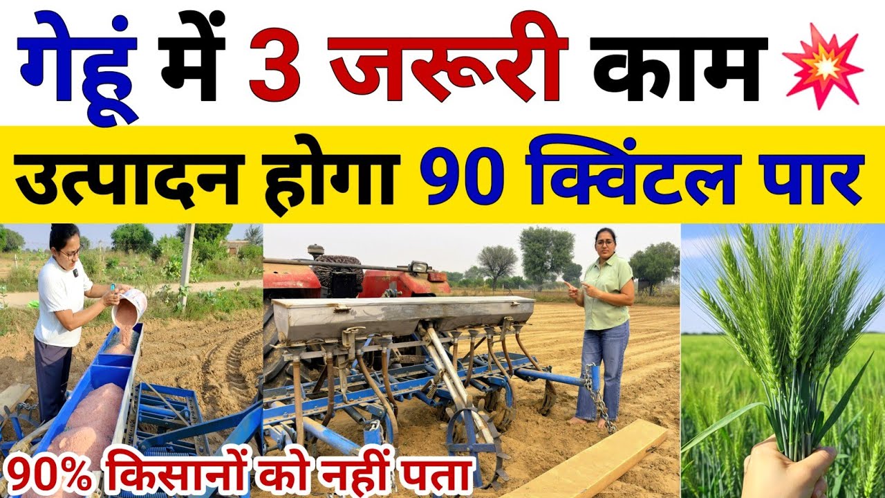 2025 में गेंहू की वैज्ञानिक खेती | Gehu Ki Kheti Kaise Kare | Gehu Ki Kheti | gehu ki top variety 