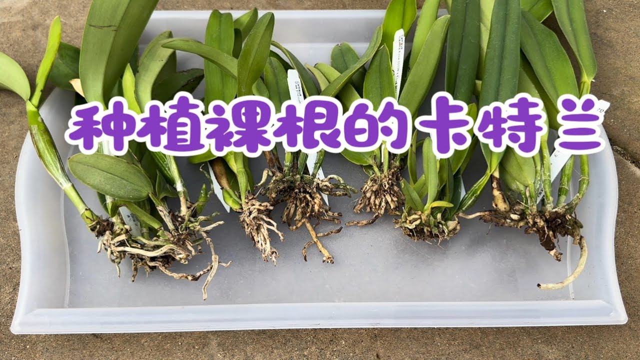 December 23, 2023裸根的卡特兰，种植与养护方法Potting bare roots Cattleya