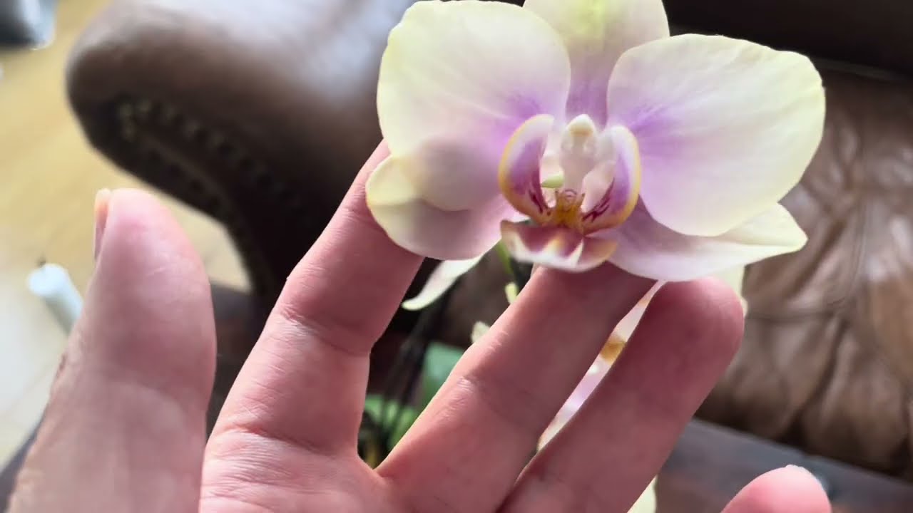 What #Orchids are in #Bloom_ January 2026