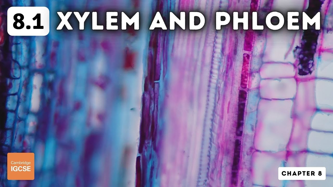 IGCSE Biology - Xylem and phloem (8.1)