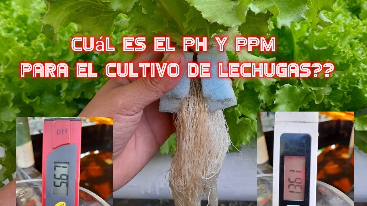 Parámetros para el cultivo de la lechuga en hidropónia