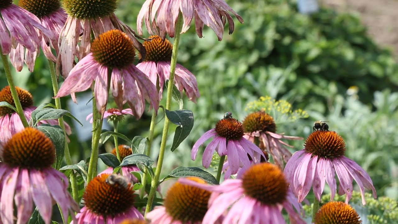 Blue Sky Science: Do plants produce nectar every day?