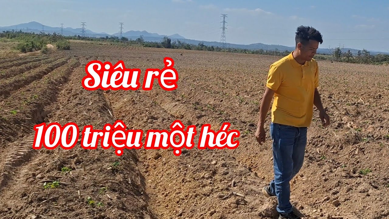 (372) Siêu rẻ 34 héc chủ bán 100 triệu một héc, đất bằng như sân bay, thích hợp trồng Cà phê .