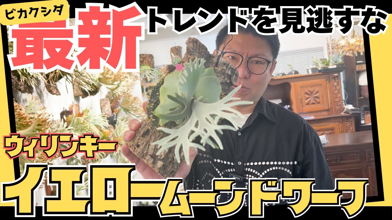 【最新ビカクシダ】今大人気のウィリンキーイエロームーンドワーフを解説&板付け！分岐の美しさは必見！