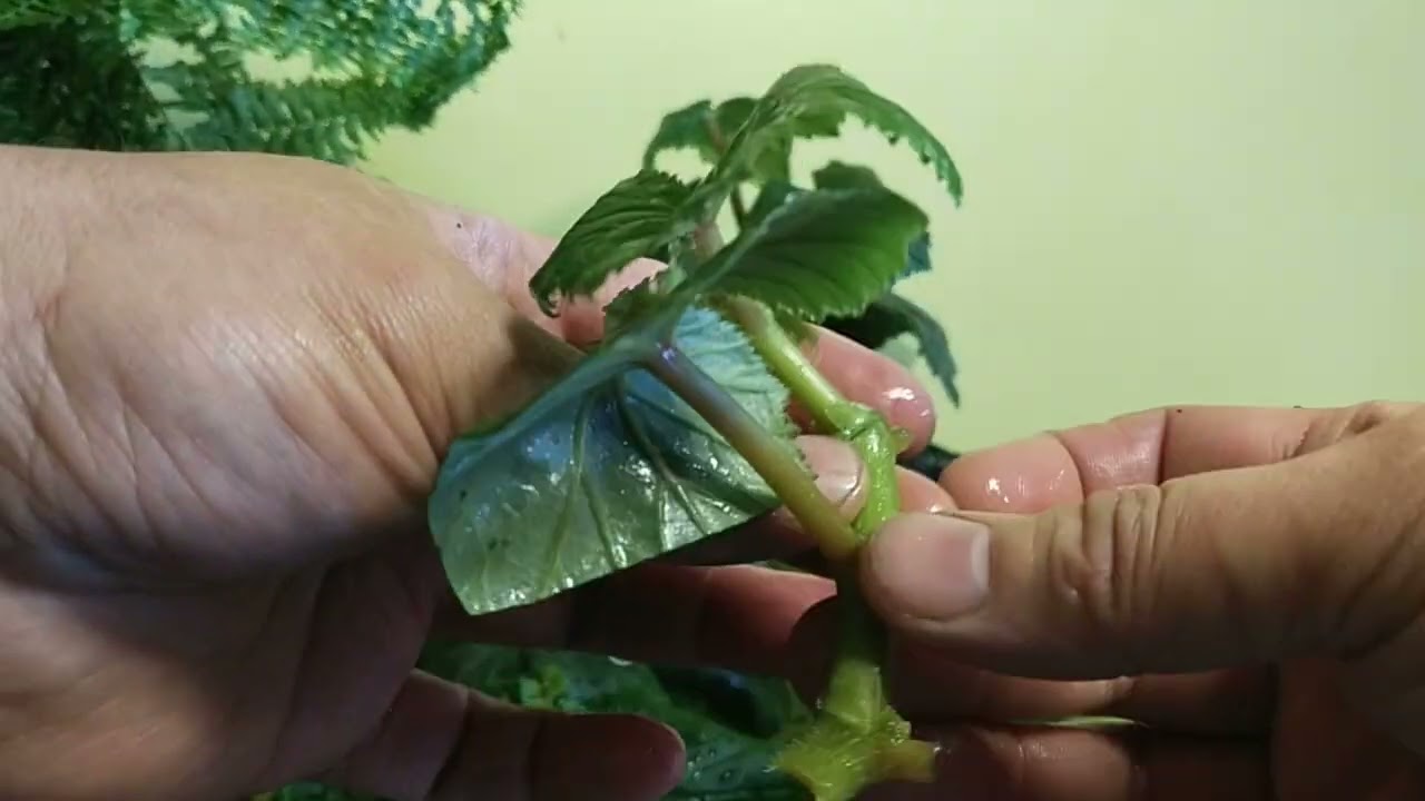 Размножение бегонии элатиор🤗