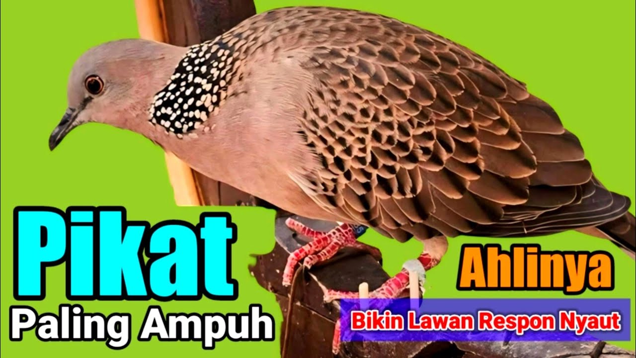 TEKUKUR KUK 1 GACOR - SEDANG MEMANGGIL TEMANNYA AGAR BUNYI