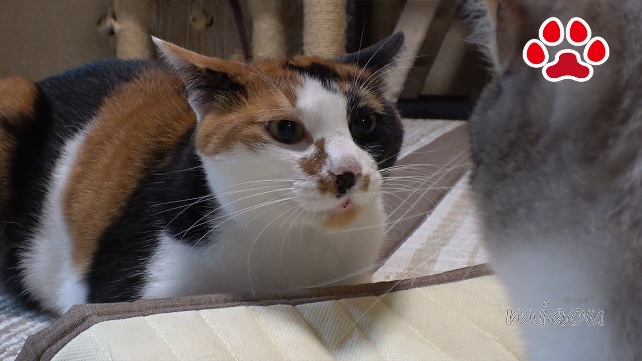 Cat разозлило кошку.　Chipie hit Calico cat Mi-ke.