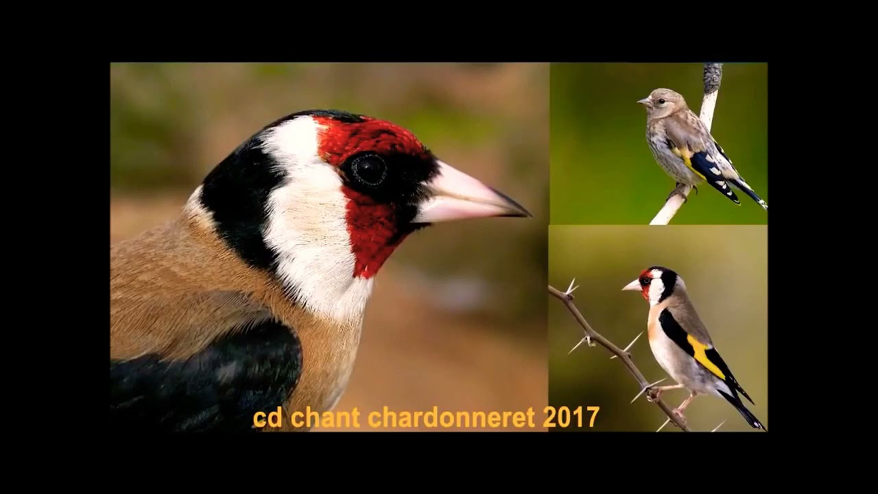 صوت تغريد  الحسون الملكي قوي ورائع 10ساعات .chant de chardonneret