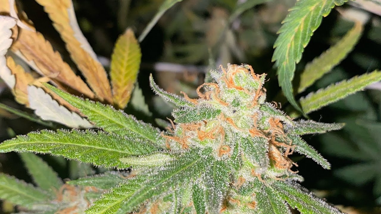 Marijuana yellow leaves during flower , week 8 update+final flush
