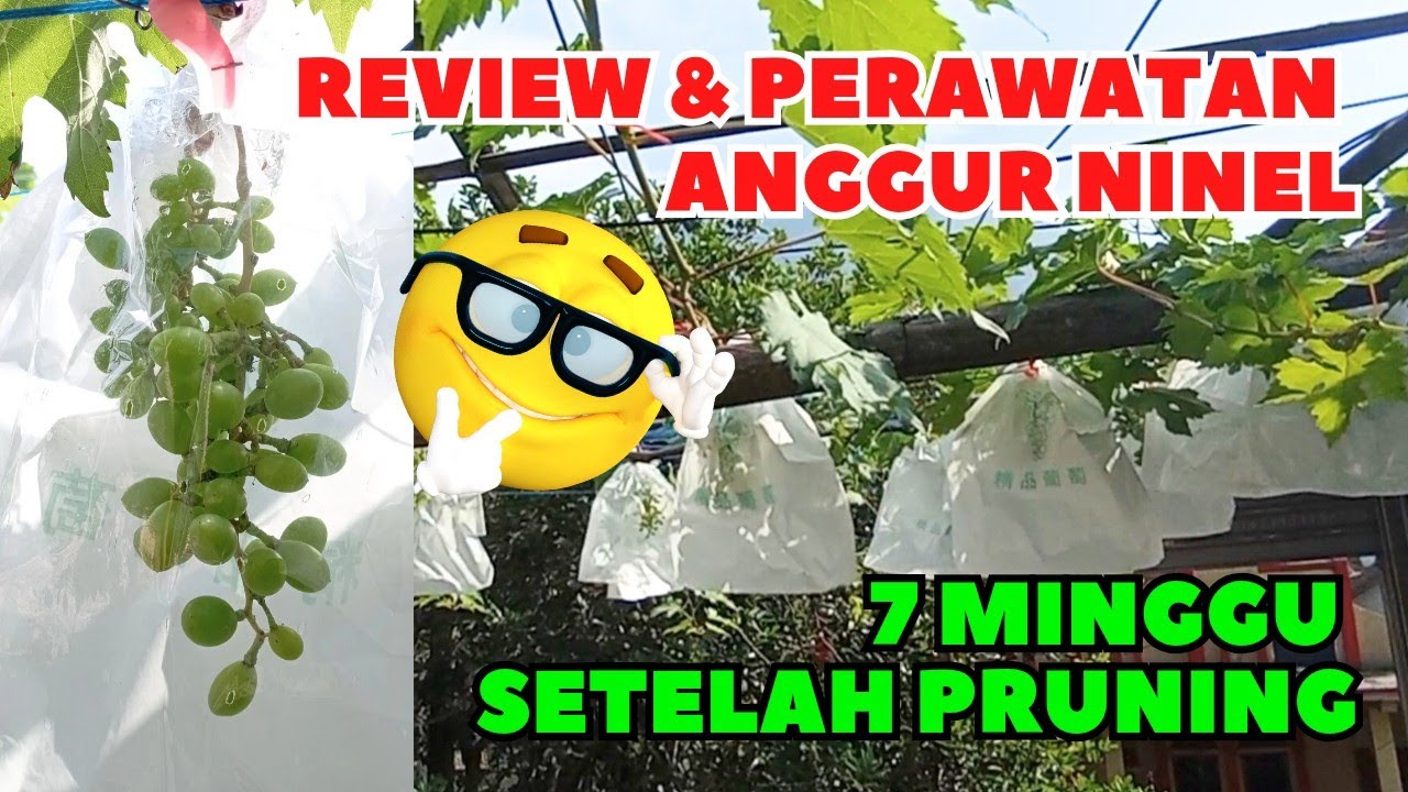 Anggur Ninel #anggurninel #tabulampotanggur