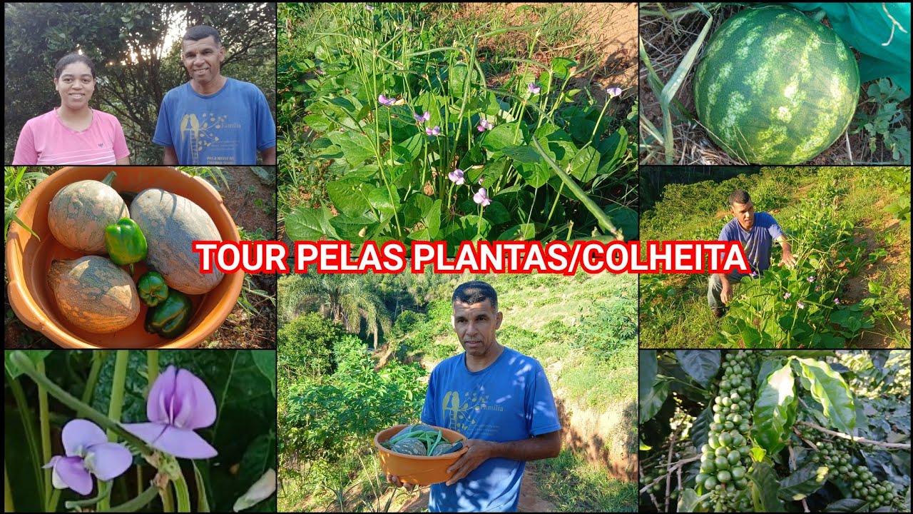 FICAMOS SURPRESOS COM NOSSO FEIJÃO CATADOR,TOUR PELAS PLANTAS E UMA COLHEITA MARAVILHOSA/FARTURA!