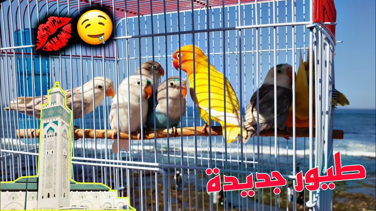 جولة خفيفة بالدار البيضاء إشتريت كوبلات فيشر 😘🐦