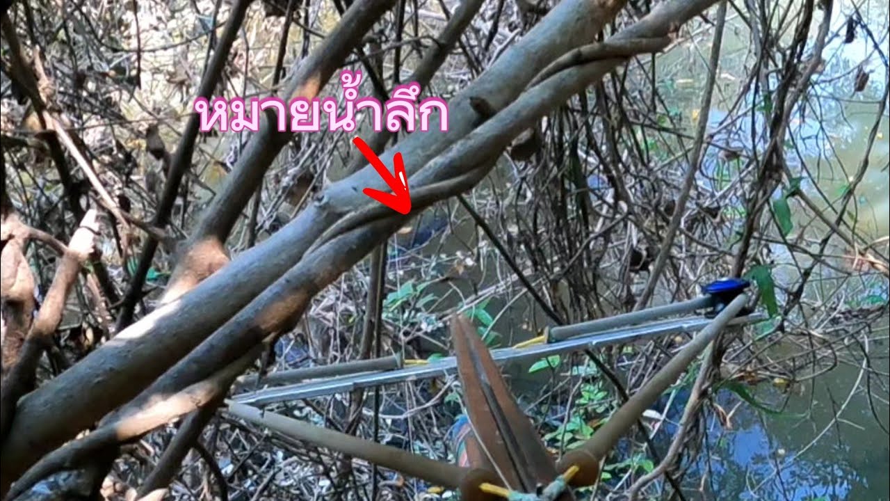 สำรวจชะโดหมายน้ำลึก