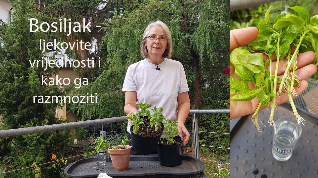 Bosiljak -  ljekovite vrijednosti i kako ga razmnožiti