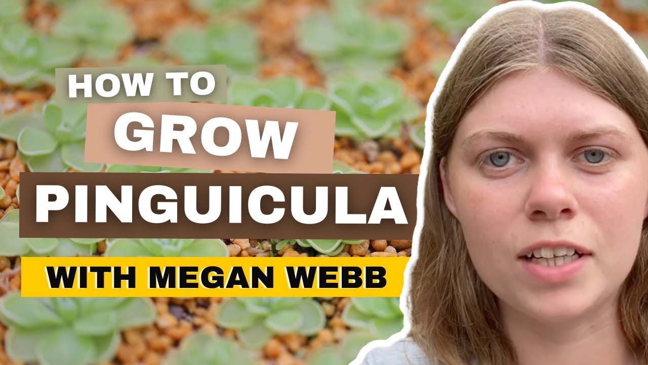 Pinguicula Plant Care & Propagation With Megan Webb