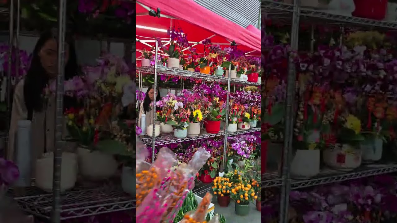 Lunar new year flowers market in Tung Chung garden 🧧🌹🌺#lunarnewyear #flowersmarket #chinesenewyear 