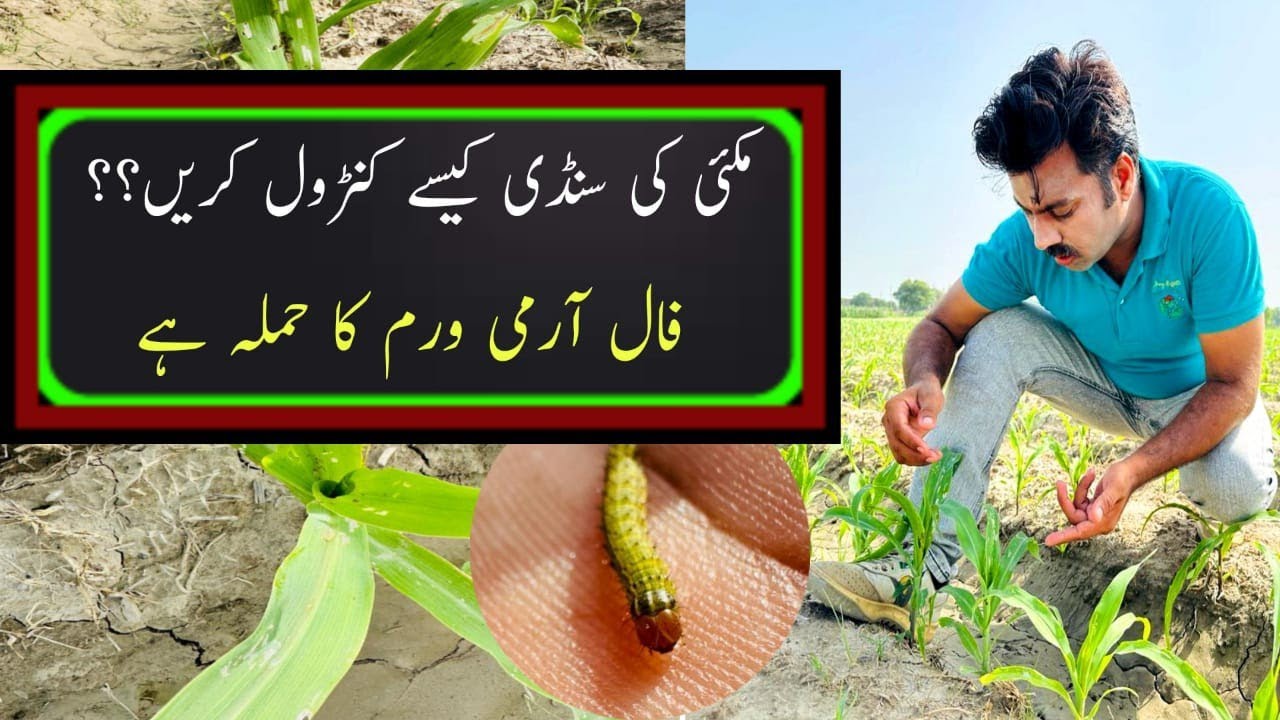 How to control Fall Army worm and Shoot fly in maize crop | Abid Ali Agrarian