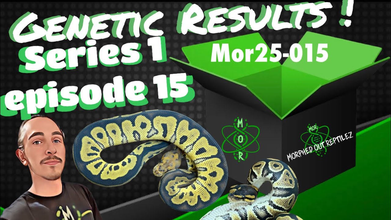 Genetic Results – Episode 15 | Project S (Shadow) Clutch Results #ballpythonmorph #snake 