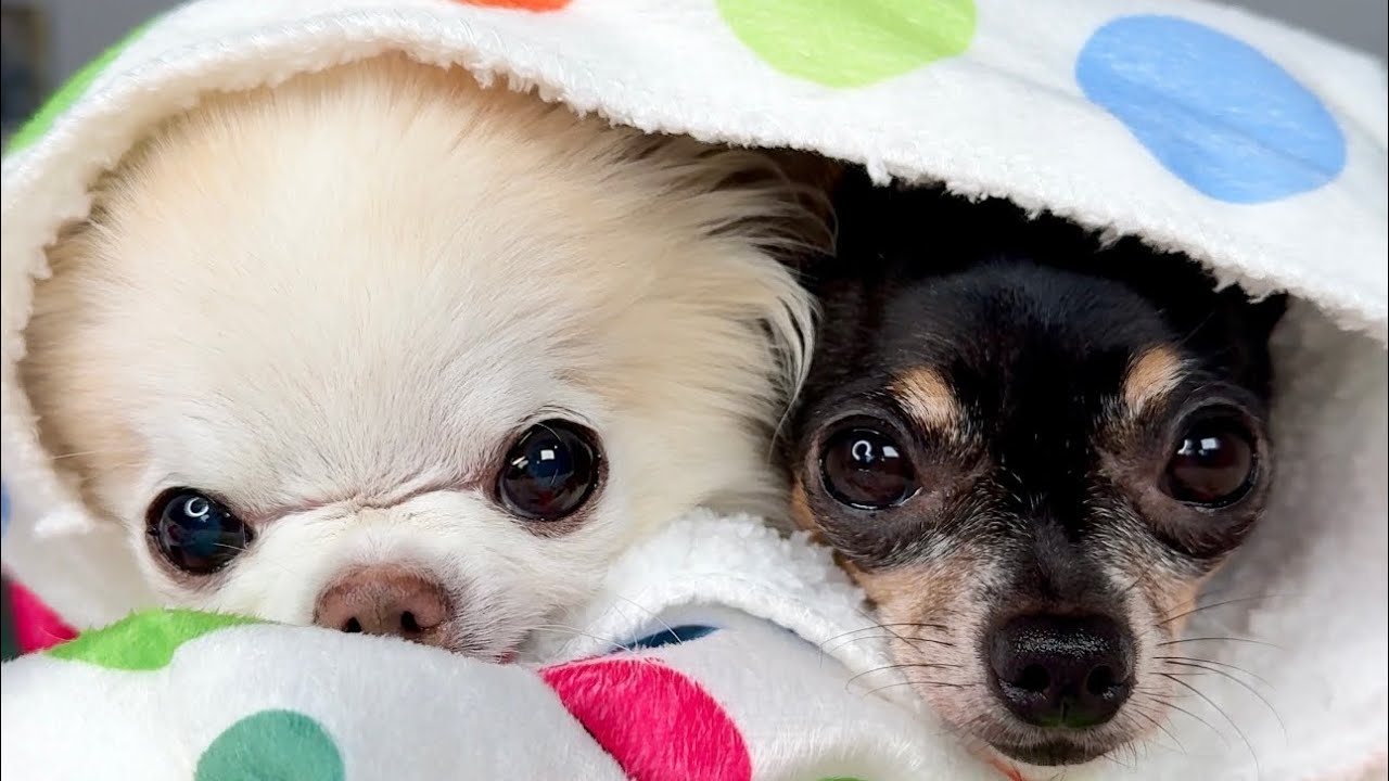 A Day In The Life Of Two Tiny Chihuahuas