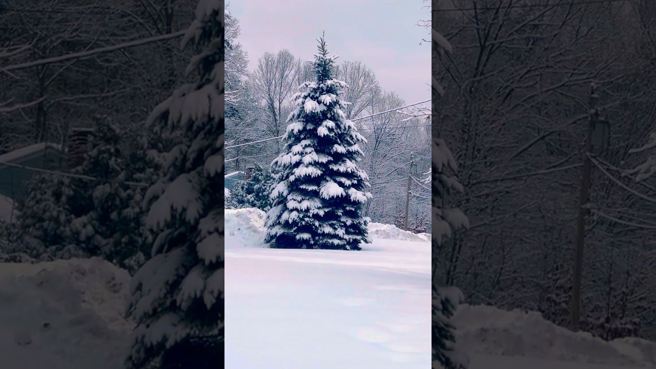 Every one still remembers #snow #christmas #christmas tree