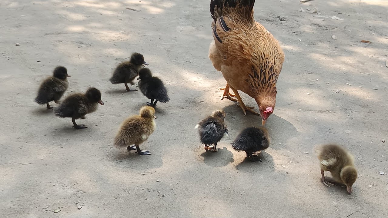 গ্রামের জীবনের ভিডিও ছোট খামার🥰 || Village life video small farm || Omr Daily Vlogs