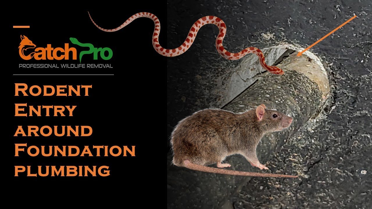 Rats under my house - CatchPro Wildlife Removal - Lake Sinclair, GA
