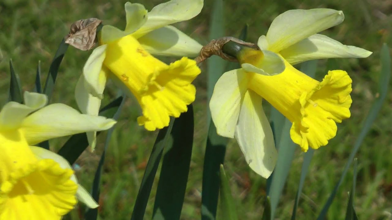 Test Panasonic SD707