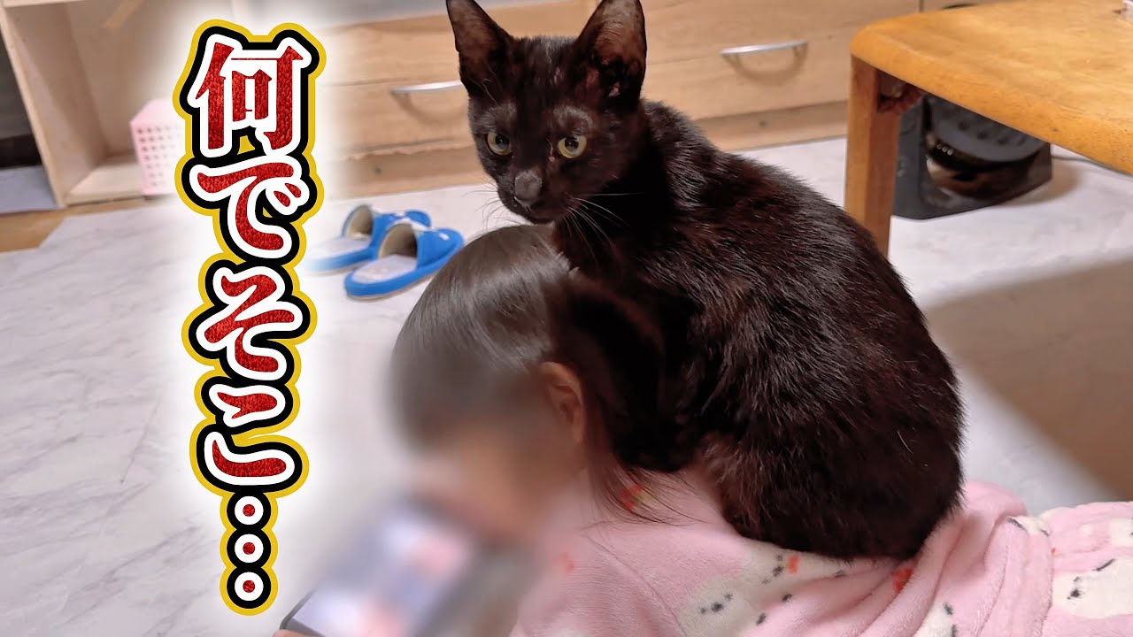 猫がくつろいでる場所に突っ込み入れたくなりました