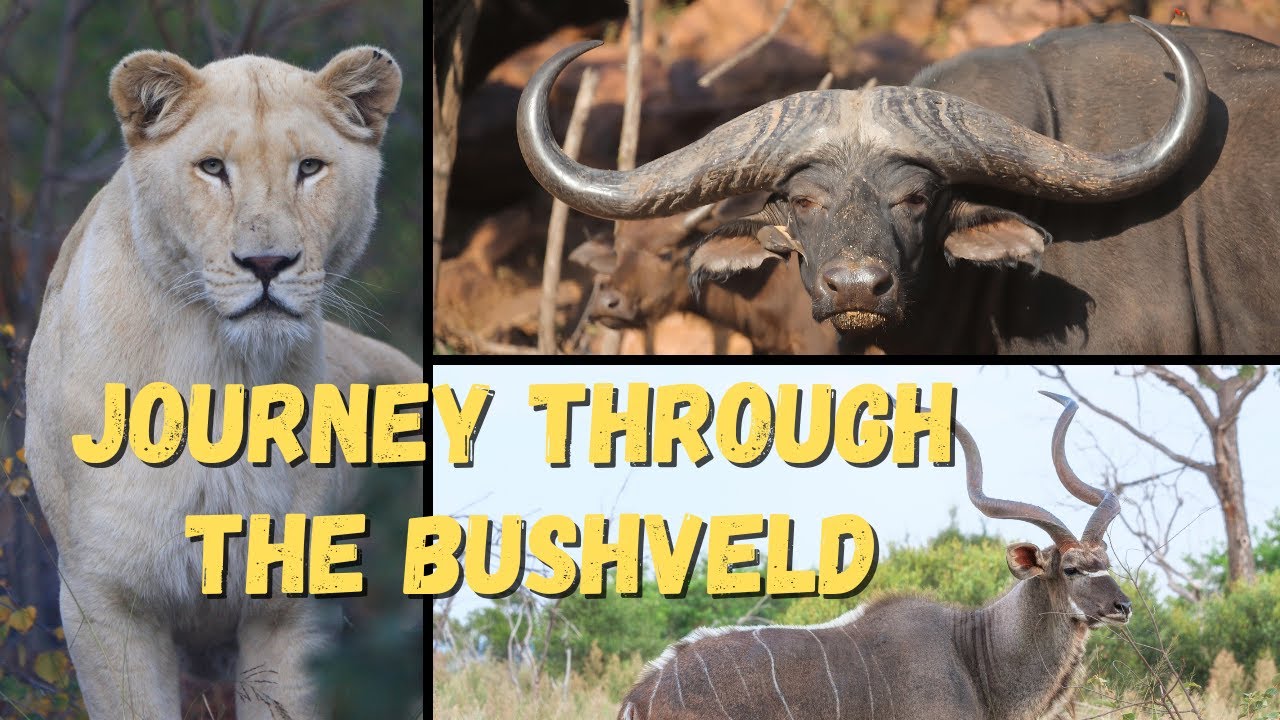 Journey through the bushveld: From Maya's Roar to Aventador's Majesty