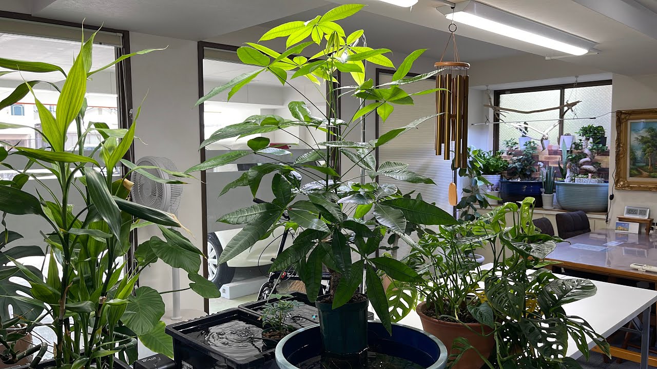 【ビオトープで巨大化したパキラ🌿】鉢植えに移します⁉️💪