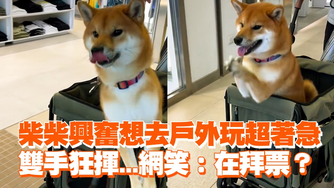 柴柴興奮想去戶外玩超著急　雙手狂揮...網笑：在拜票？ ｜#寵物雲