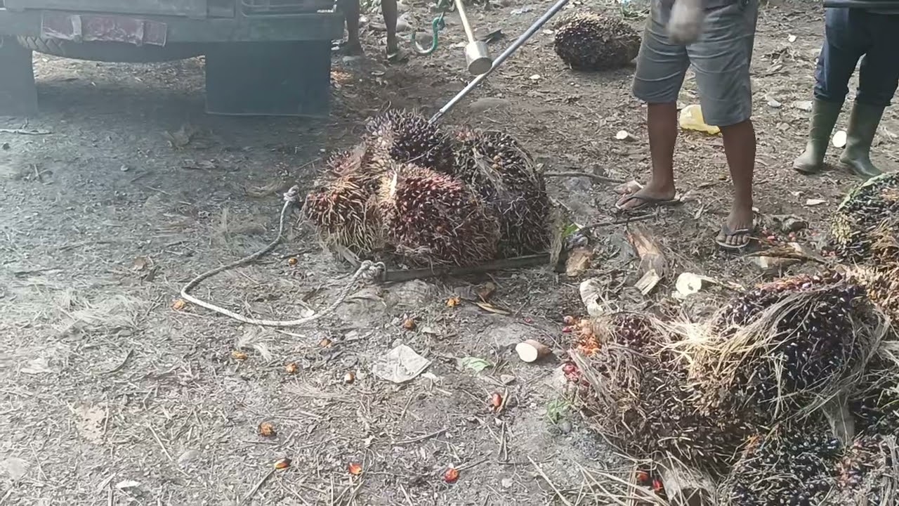 barang bukti sawit pindah tempat