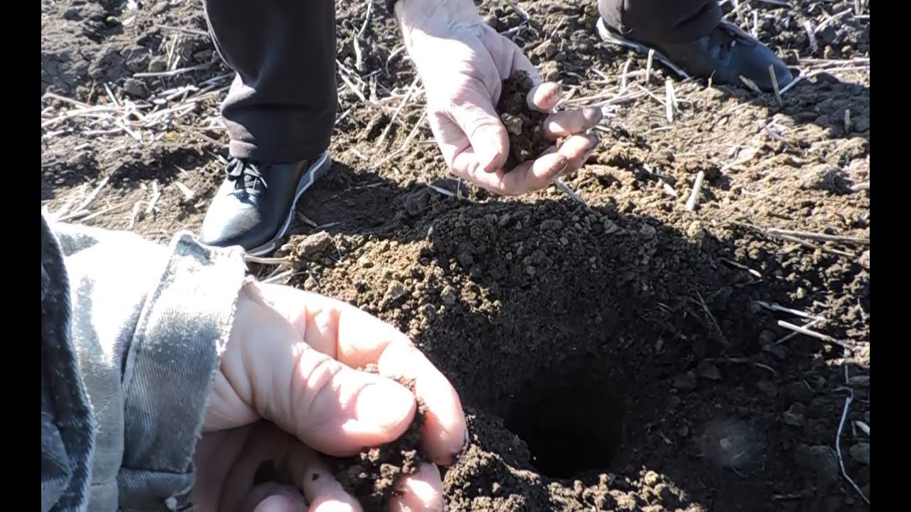 🌻Глубина влаги на пахоте для посева подсолнуха 