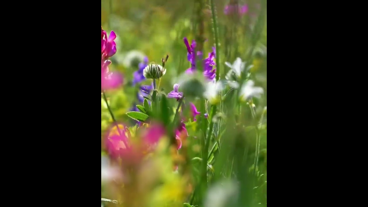 Listen and Relax