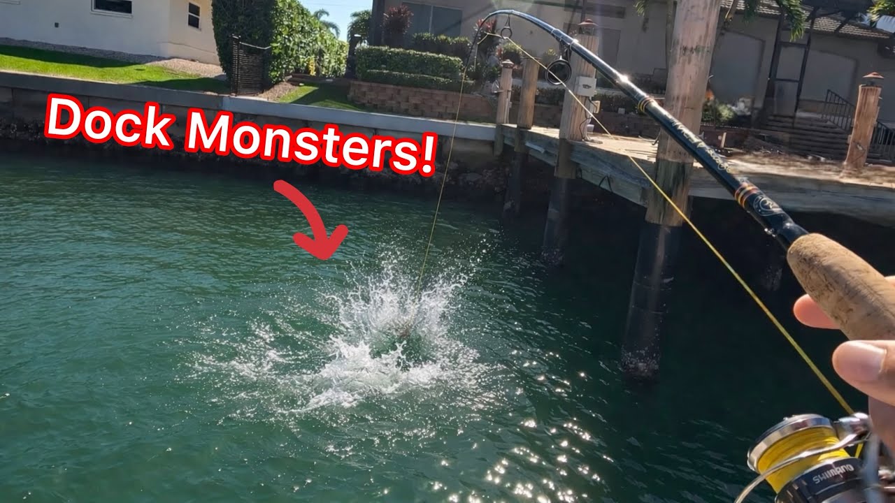 Ridiculous Bite - Throwing Shrimp Under Docks Pays Off BIG!