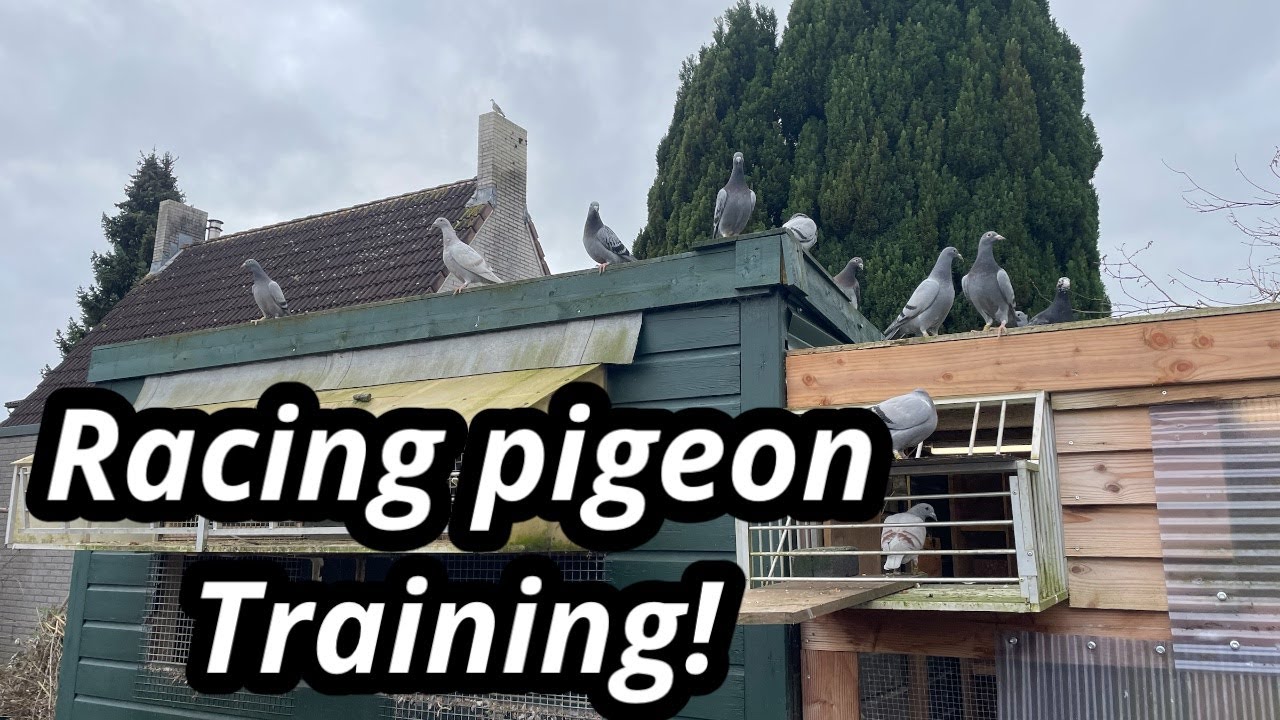 Racing pigeon Training | Youngbirds start to fly around the loft |