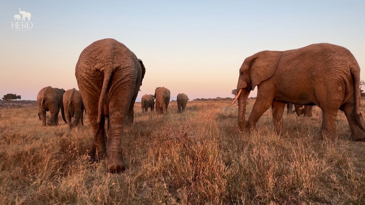 The Whole Elephant Herd, Walking Each Other Home