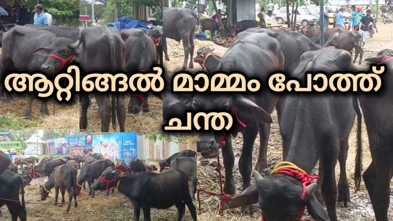 ആറ്റിങ്ങൽ മാമ്മം പോത്ത് ചന്ത. #animals #baffalo #farming