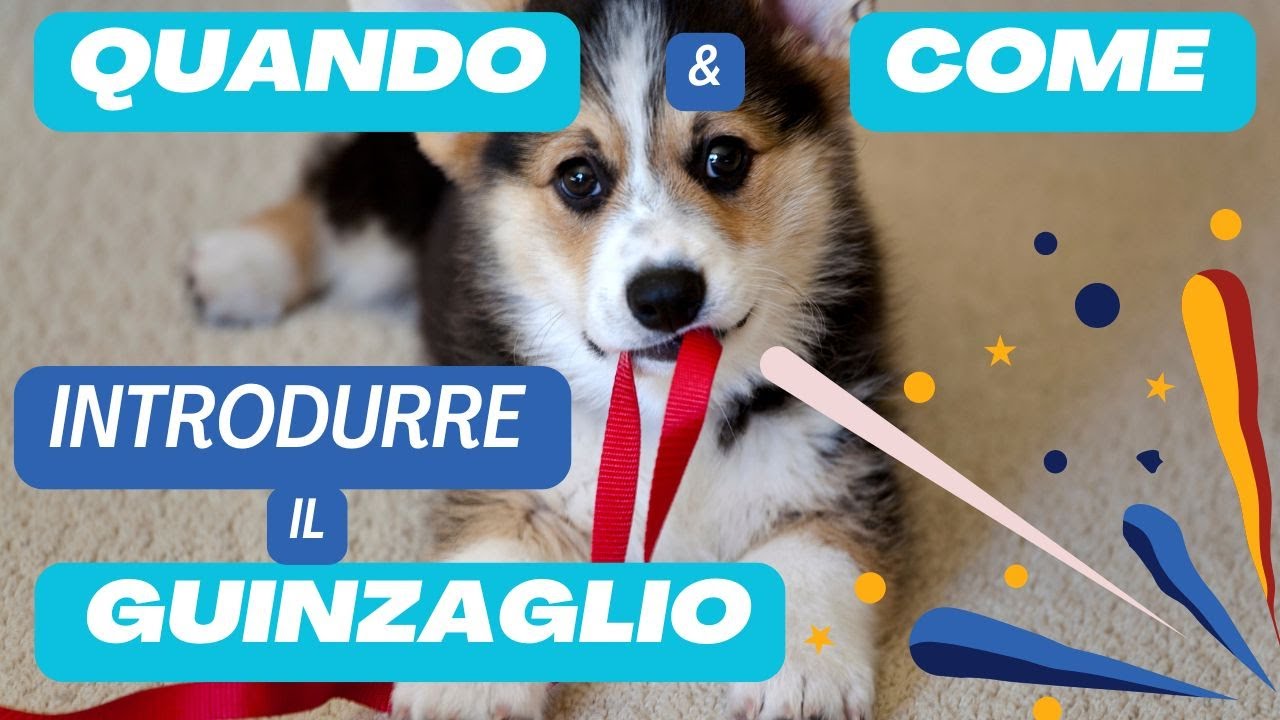 Come e Quando introdurre il guinzaglio al cucciolo. Tutto quello che devi sapere