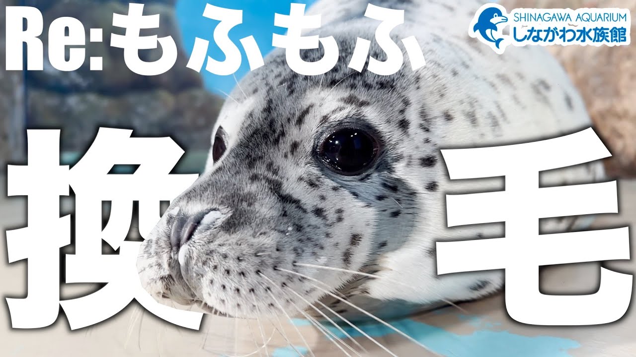 しぶきの換毛＠しながわ水族館【ゴマフアザラシ】