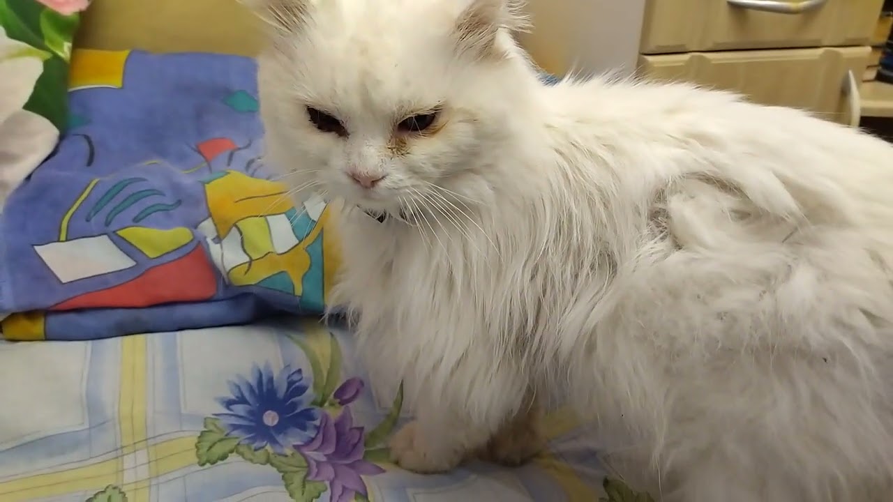 The cat got so lazy that it doesn’t want to get off the Stabilizer to Drink Water