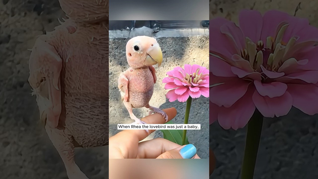 A kind woman rescued and raised a featherless lovebird #birds #parrot #wildanimals #pets