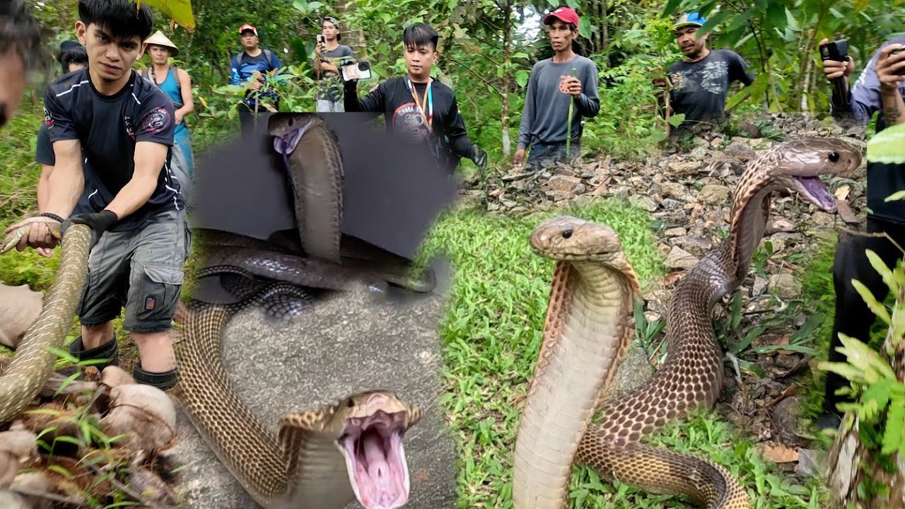 PINAG TULUNGAN ANG MGA COBRA SA FARM