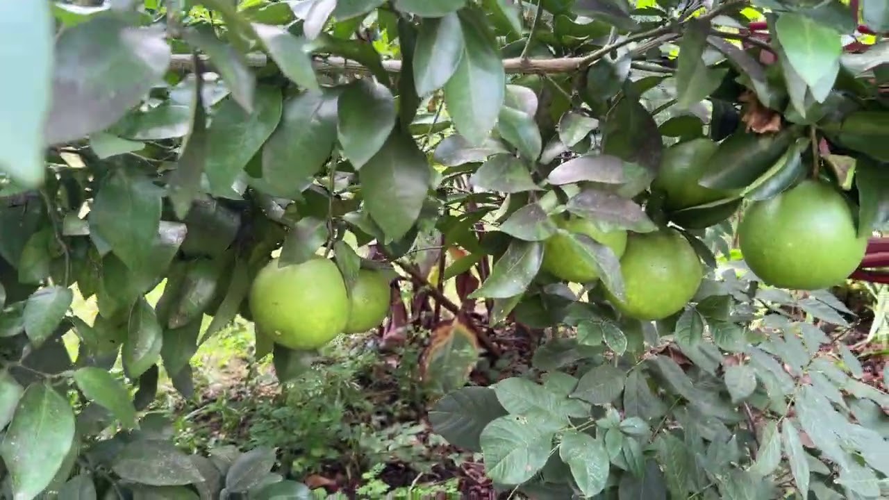 Update on Citrus Crop August 30th, 2025