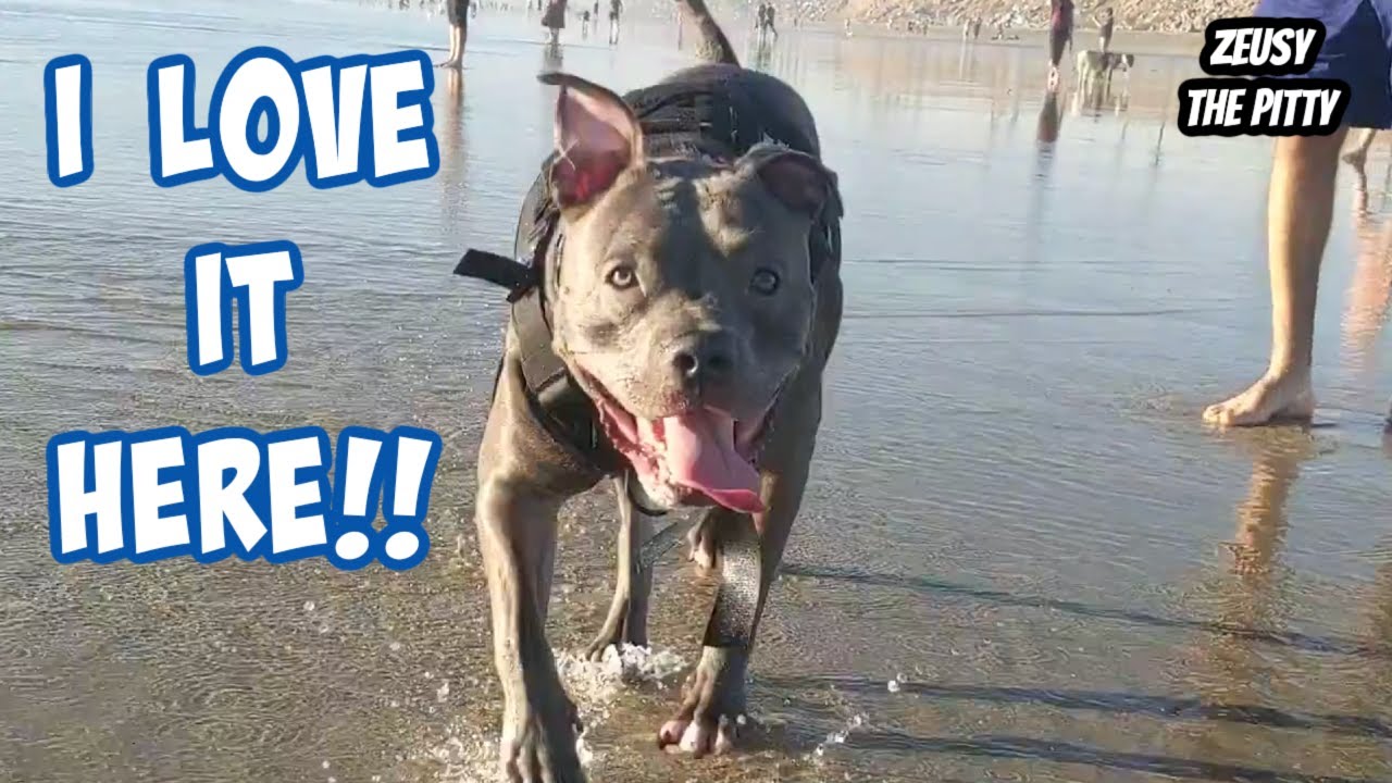 A Pitbulls Day At The Beach! If You Think These Dogs Are Aggressive You Need To Watch!